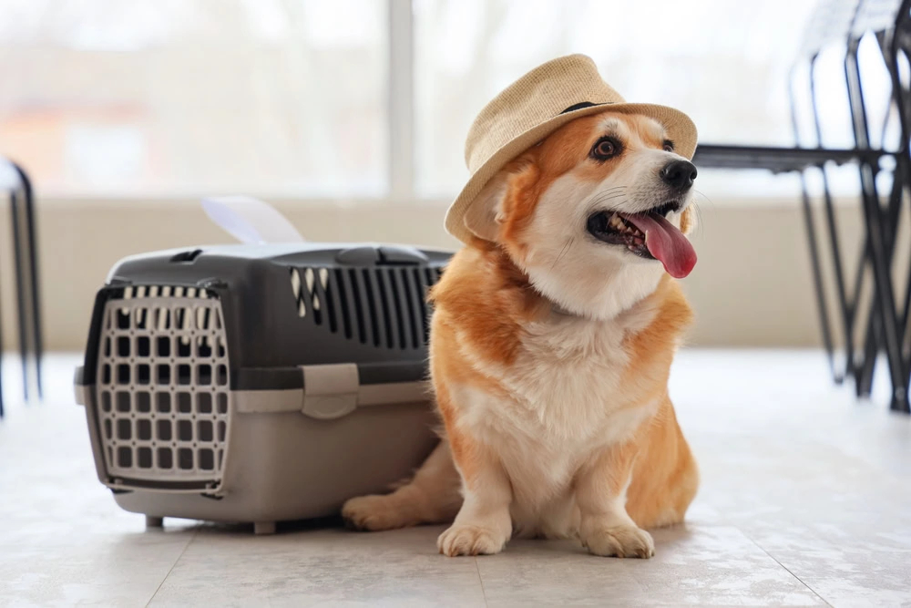 best-online-petshop-Tehran.jpg